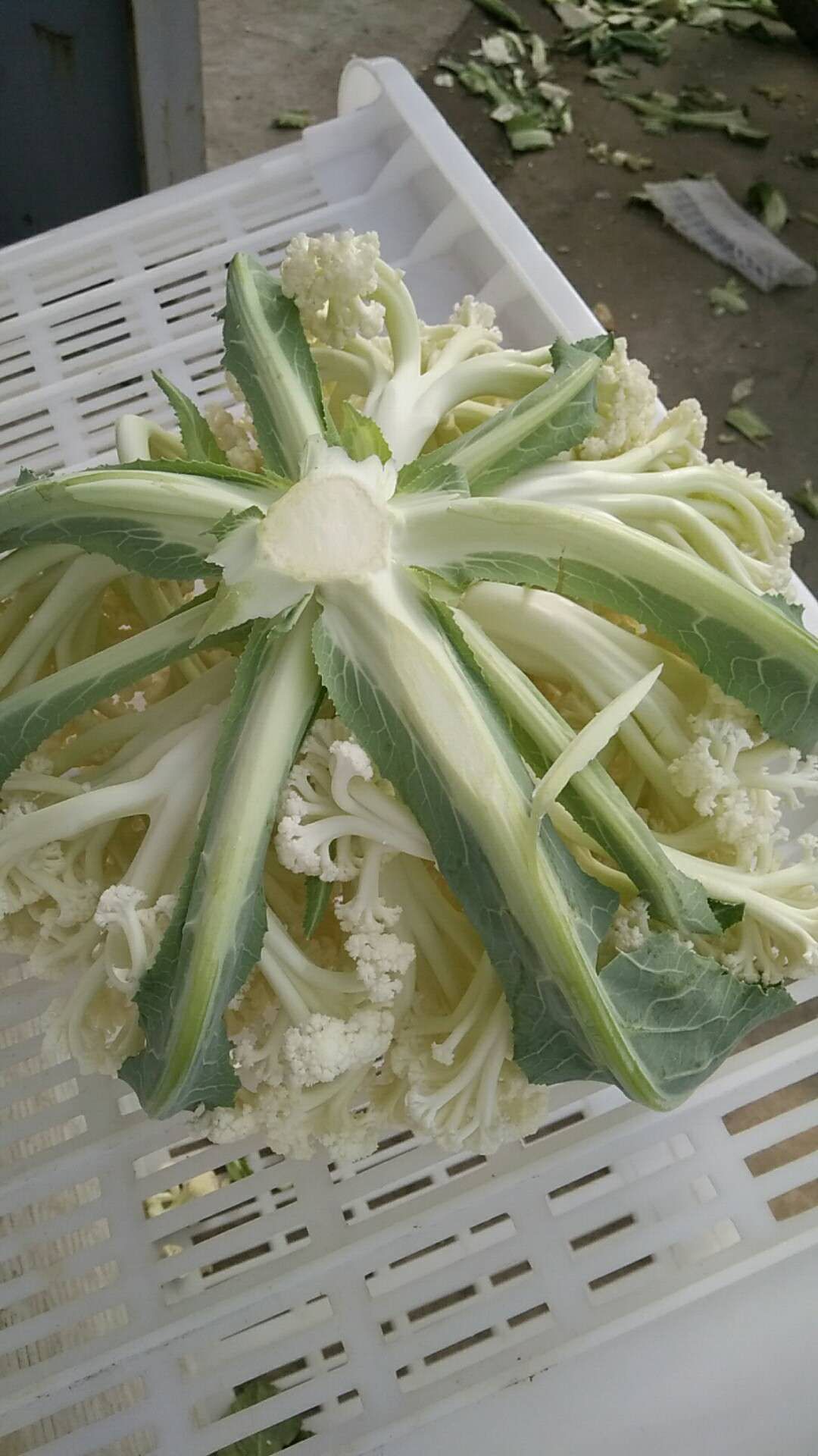 白面青梗松花菜 菜花