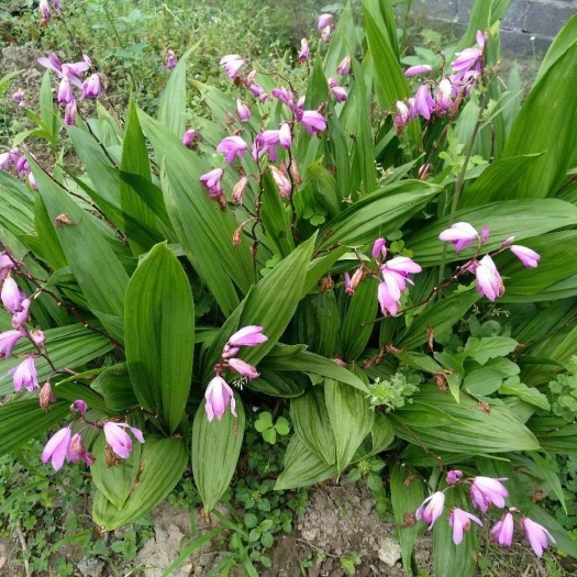杭州紫花白芨苗