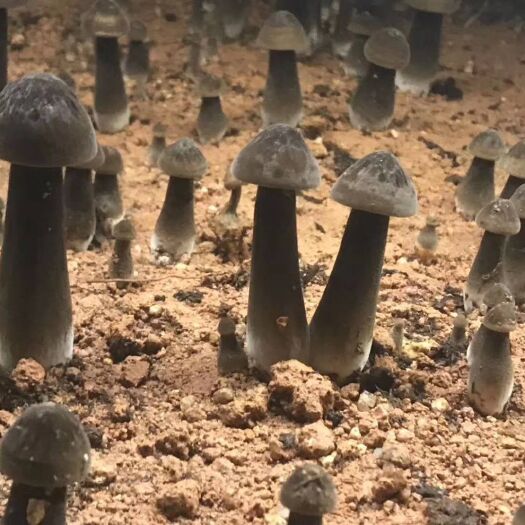 南靖县 鸡枞菌一级