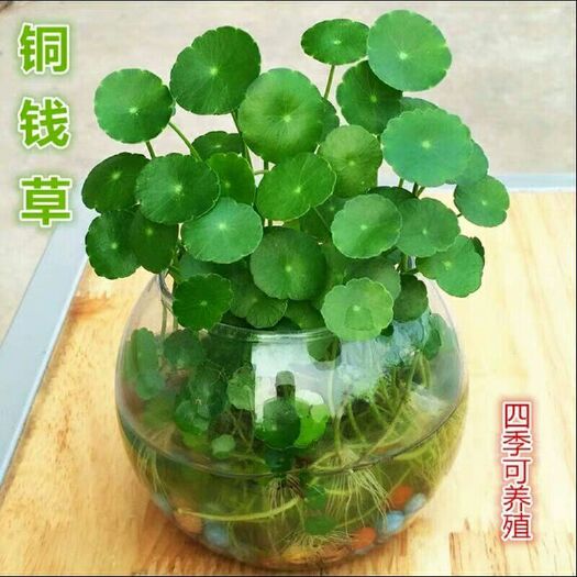 沭阳县 铜钱草招财水培植物办公室桌面盆栽金钱草花卉室内水养绿植净空气