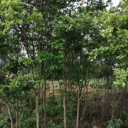枣阳市 5公分的紫薇