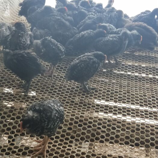 济南 大量出售芦花鸡鸡苗