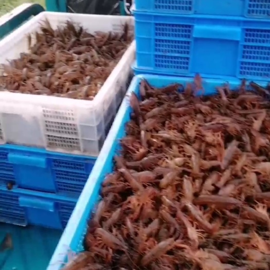 南京龙虾苗 ，养殖苗