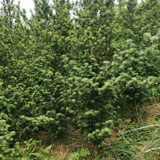  大量供应小叶罗汉松