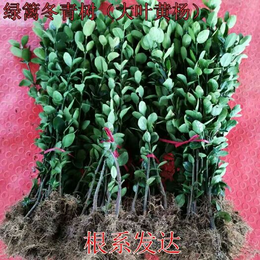 沭阳县 直销冬青苗绿化苗木四季常青篱笆围栏墙植物黄杨苗北海道冬青树苗