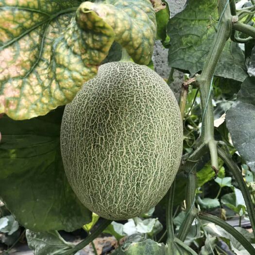 济南西州蜜25号 西州密25,脆甜可口