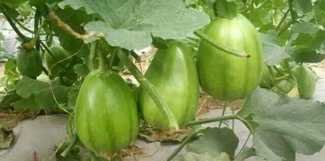 渭南 陕西 渭南 芝麻蜜甜瓜