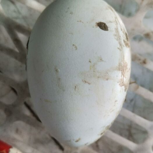 辽阳县土鹅蛋 食用 散装