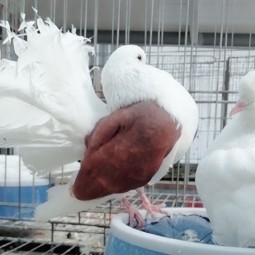 嘉祥县 凤尾鸽芙蓉鸽各种观赏鸽出售
