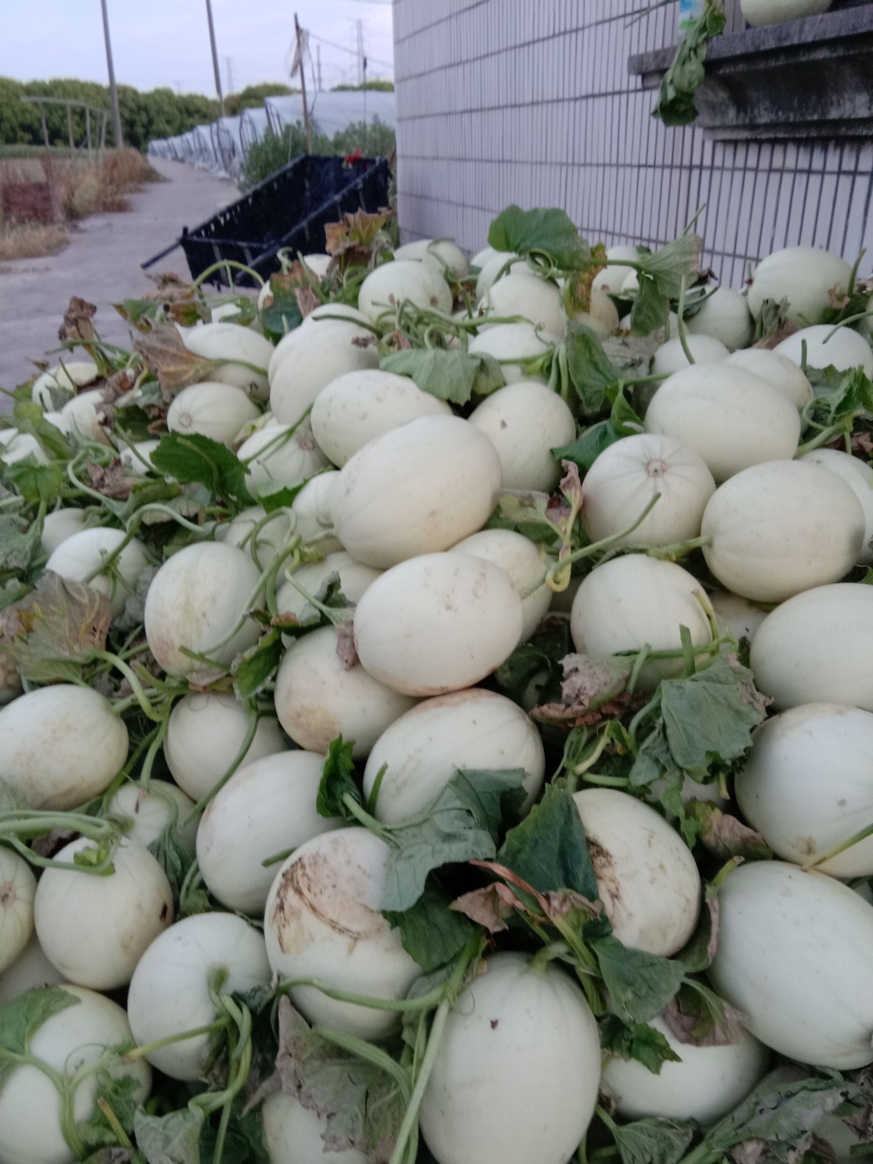 喻屯甜瓜 青皮绿肉