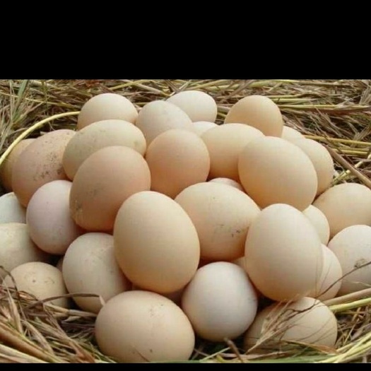沭阳县初生蛋 无公害食品