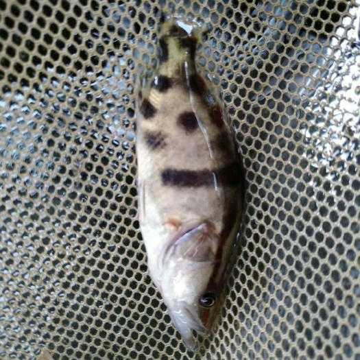 广州 鳜鱼苗批发，桂花鱼苗鳜鱼