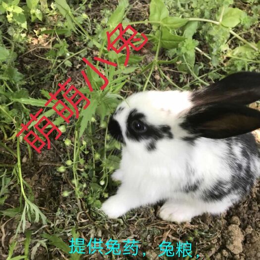 新沂市月月兔 萌萌小兔