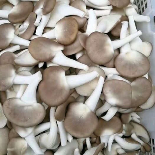 南靖县秀珍菇 一级