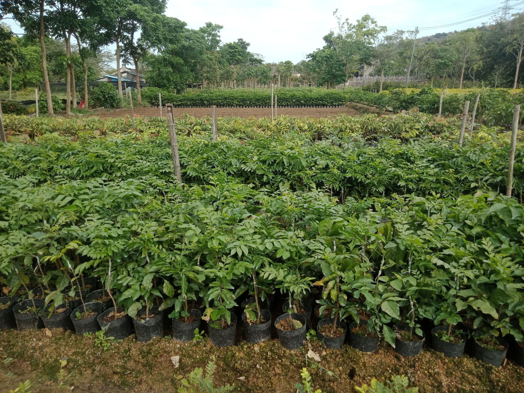 枇杷芒果苗  各种果苗出售，都是嫁接好品质的