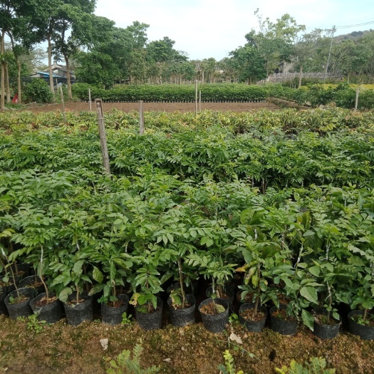 普宁市枇杷芒果苗  各种果苗出售，都是嫁接好品质的