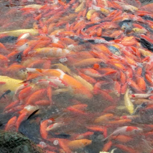  锦鲤