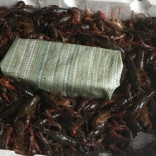 瑞安市 小龙虾青壳小龙虾