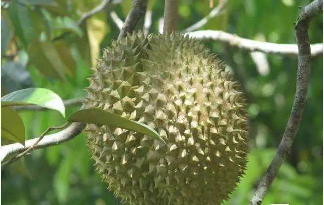 灵山县金枕榴莲苗 榴莲树苗金枕头