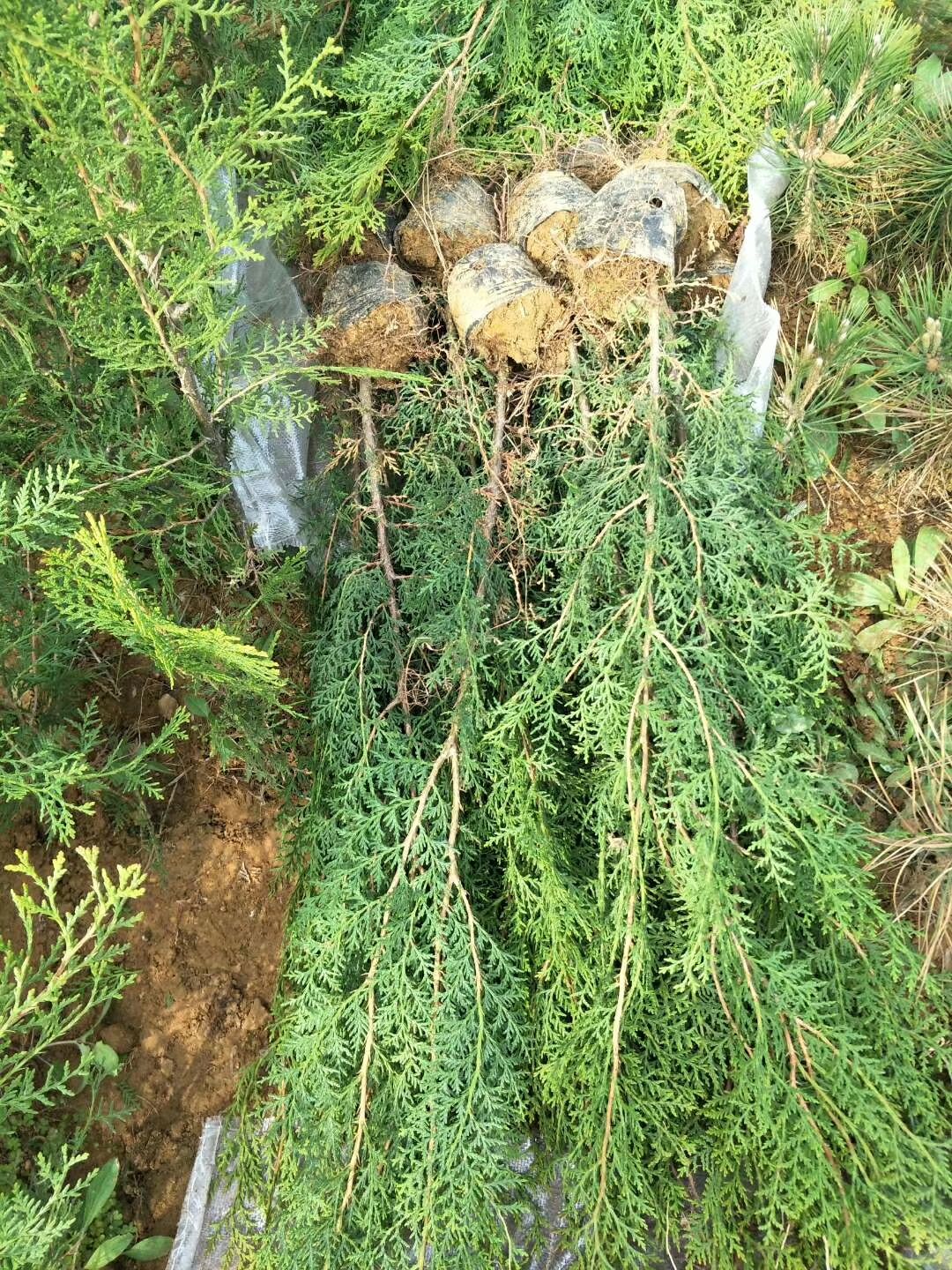 侧柏碗碗侧柏20-160厘米带15×13营养杯碗