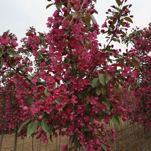 临沂北美海棠树苗 基地直销