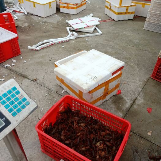 沅江市岳阳小龙虾 人工养殖