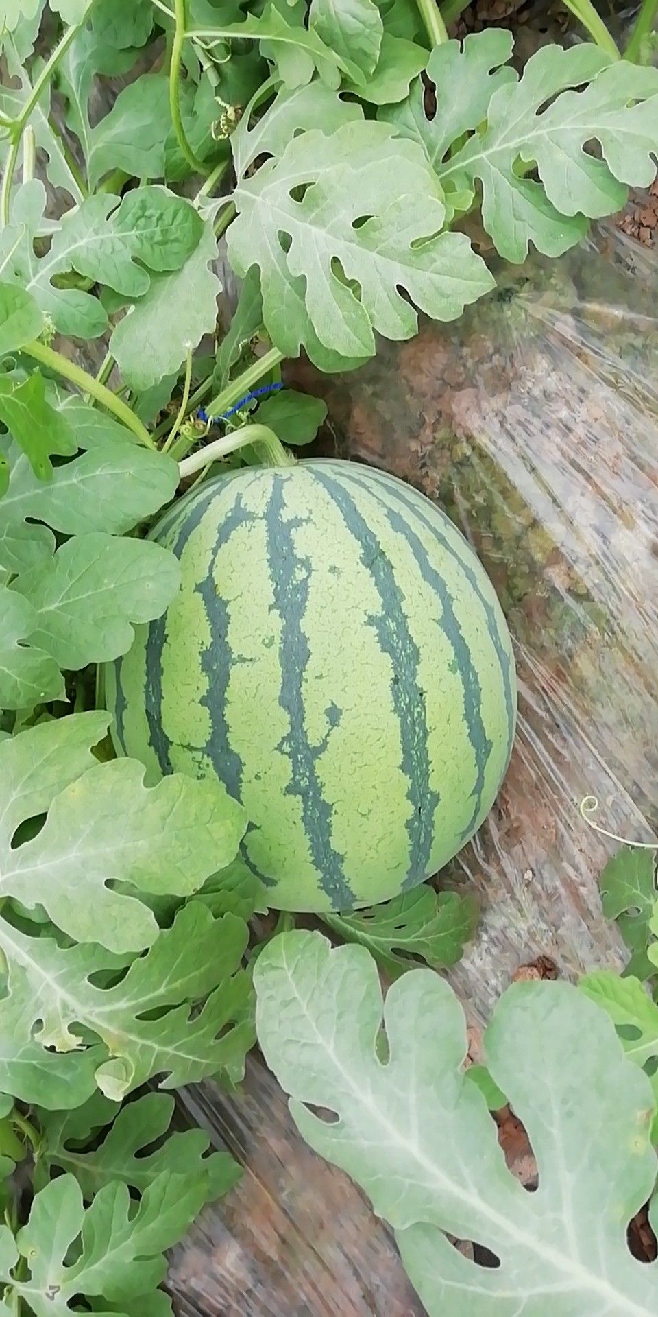 8424西瓜 10斤打底 9成熟 1茬 有籽