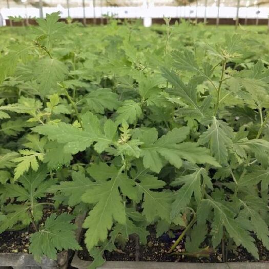 孝感 福良山 野菊花苗批发基地生产自产自销湖北孝感