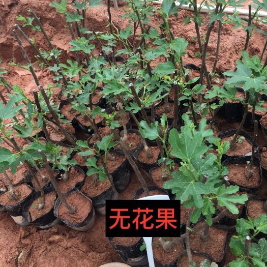灵山县 无花果树苗