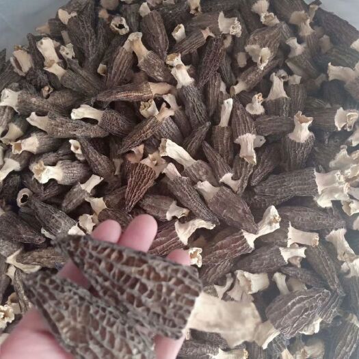 恩施市干羊肚菌 散装 半年