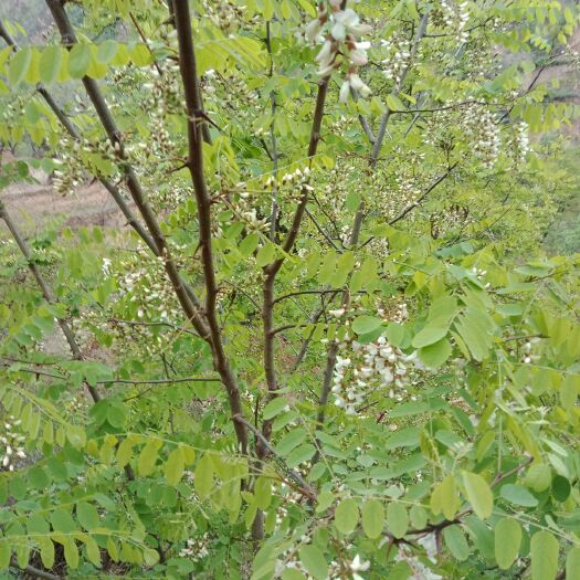镇原县 槐花！甘肃特产