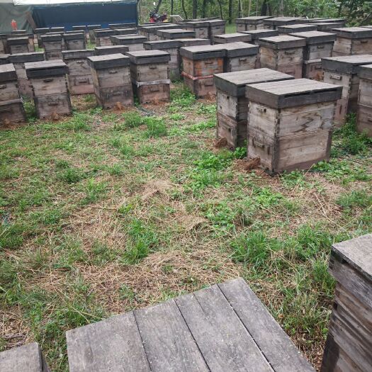 淳化县洋槐蜂蜜  秦地洋槐蜜