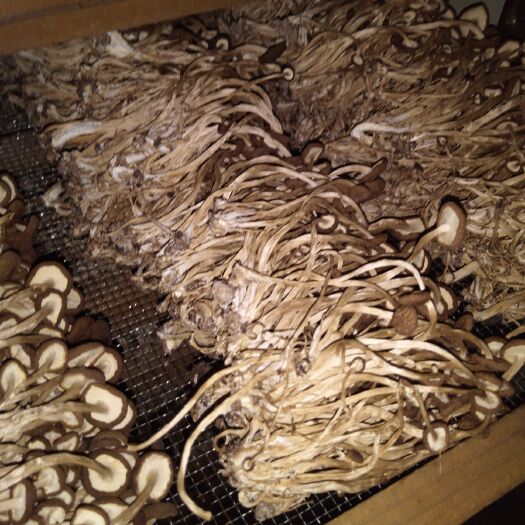 广昌县黄帽茶树菇 超长，根细