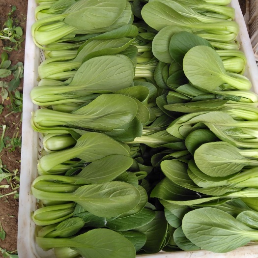 曹县 精品上海青油菜。