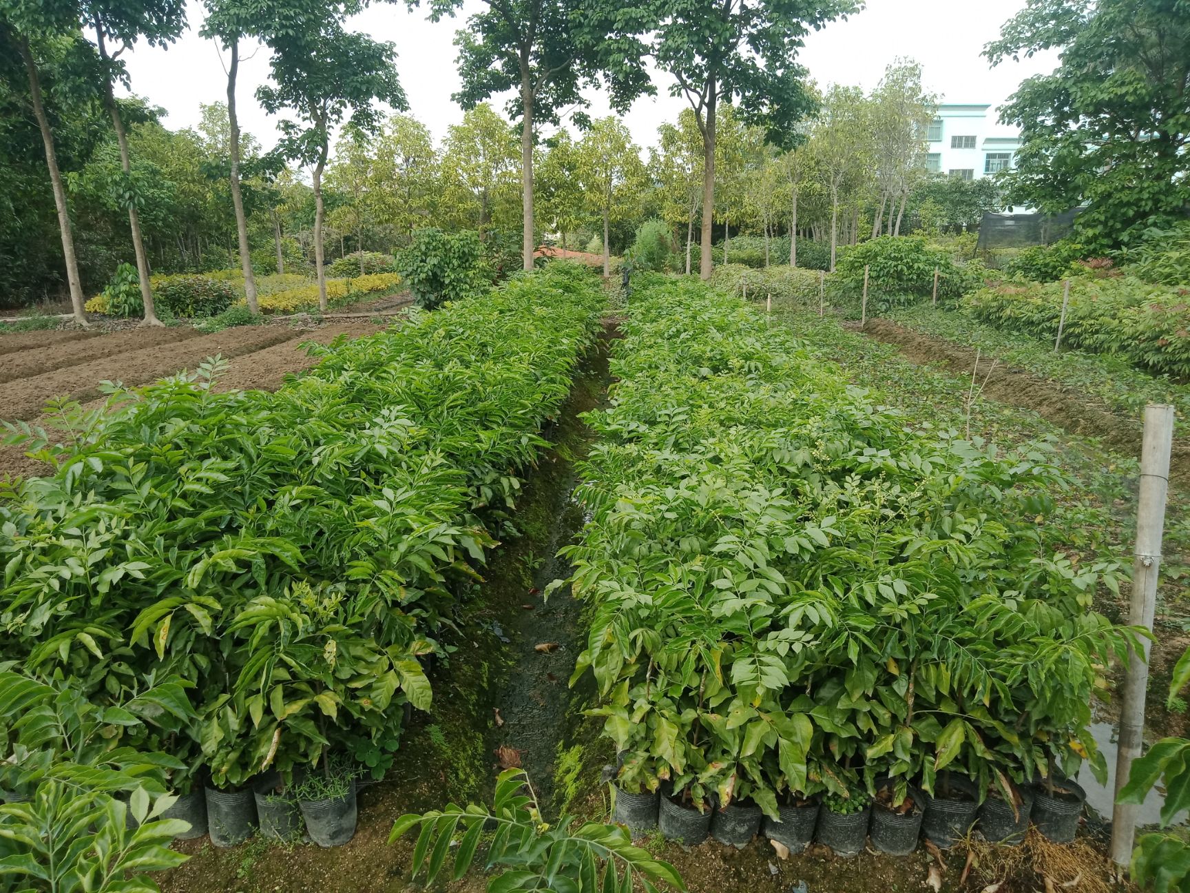 枇杷芒果苗  各种果苗出售，都是嫁接好品质的