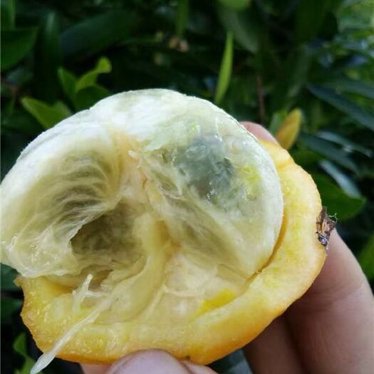 灵山县山竹树苗 山竹苗岭南山竹苗