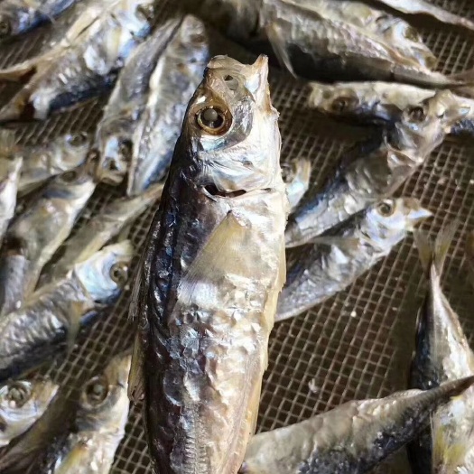 饶平县巴浪鱼干