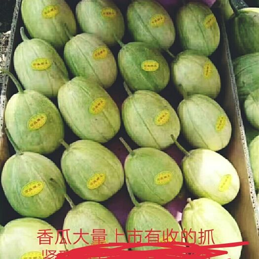 凌海市京密香瓜 薄皮肉厚！口感好