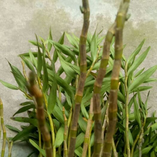 夹江县夹江叠鞘石斛