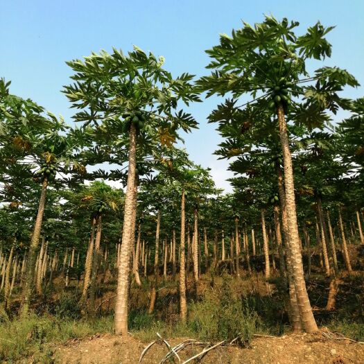 马关县 万亩木瓜生产基地
