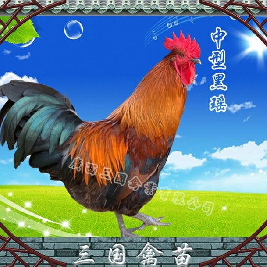 南宁 黑瑶鸡苗，中型改良黑瑶鸡苗，好养殖，一等苗