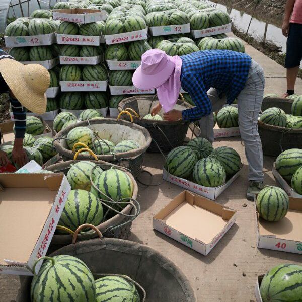  湖南省岳阳市华容县大棚麒麟西瓜 7斤打底 8成熟 1茬