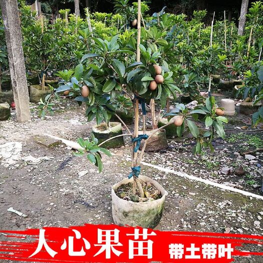 灵山县人心果树苗 人心果苗地径两公分1.5米高.1.8米高挂果蕾大苗