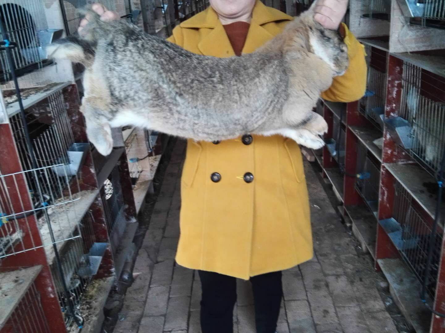  种兔  公羊兔  包活(运输)   13斤公羊青年种兔