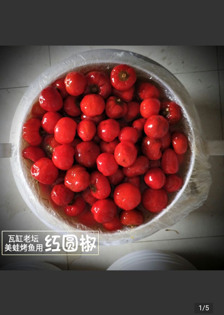 大方县珠子椒 今年新上市的品种，园小红皮博