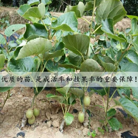 沭阳县 红心猕猴桃苗嫁接苗南北方种植盆栽地栽软枣猕猴桃树果苗当年结