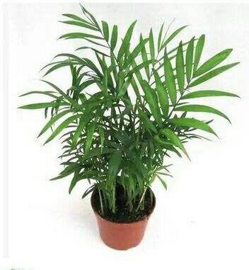 沭阳县 袖珍椰子花苗 家居桌面办公室盆栽水培植物花卉 净化空气吸甲醛