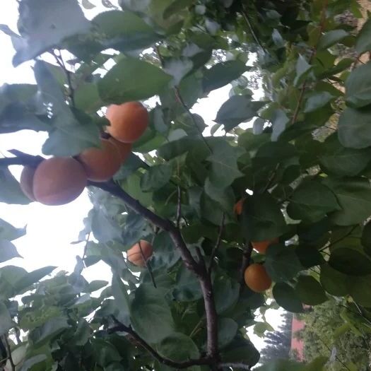 邹城市金太阳杏 红太阳，好吃的狠