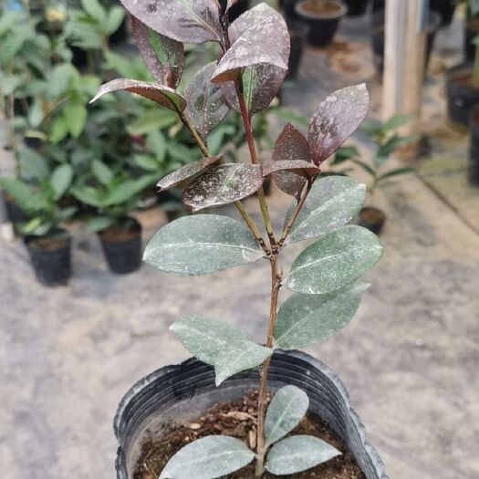漳平市 茶花批发 各品种茶花小苗 嫁接 云茶 造景 绿化 对版发货