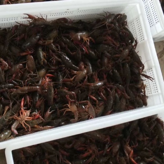 沭阳县 清水小龙虾 青虾稻田虾  234钱   5钱以上到炮头